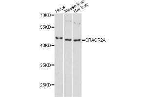 Western blot analysis of extracts of various cell lines, using CRACR2A antibody. (EFCAB4B anticorps)
