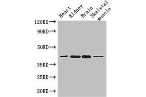 Western Blot Positive WB detected in: Mouse heart tissue, Mouse kidney tissue, Mouse brain tissue, Mouse skeletal muscle tissue All lanes: PARD6G antibody at 3. (PARD6G anticorps  (AA 249-326))
