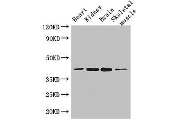 PARD6G anticorps  (AA 249-326)