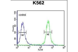 TREF1 Antibody (C-term) (ABIN653305 and ABIN2842805) flow cytometric analysis of K562 cells (right histogram) compared to a negative control cell (left histogram). (TRERF1 anticorps  (C-Term))