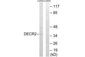 Western blot analysis of extracts from LOVO cells, using DECR2 antibody. (DECR2 anticorps)
