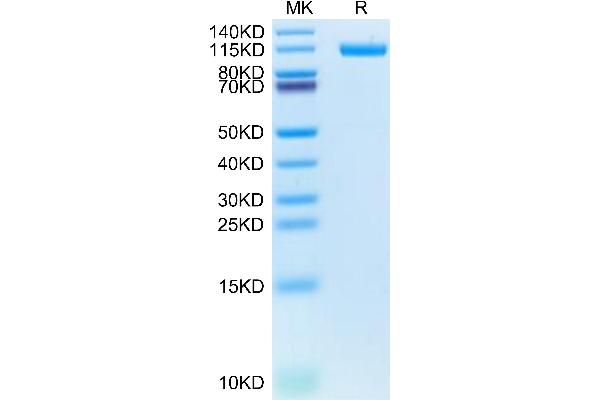 LI Cadherin Protein (AA 23-787) (His-Avi Tag,Biotin)