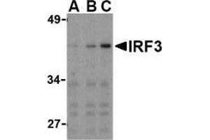 Western blot analysis of IRF3 in Ramos whole cell lysate with AP30447PU-N IRF3 antibody at (A) 1, (B) 2, and (C) 4 μg/ml. (IRF3 anticorps  (C-Term))