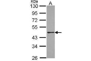 WB Image Sample (30 ug of whole cell lysate) A: A431 , 10% SDS PAGE PON2 antibody antibody diluted at 1:1000 (PON2 anticorps)