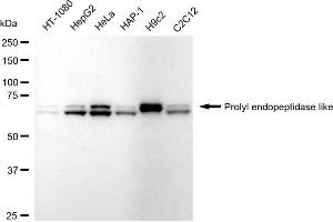 Western blotting analysis using Prolyl endopeptidase like antibody (ABIN7799923). (Recombinant PREPL anticorps)