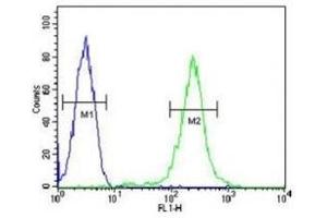 CFP antibody flow cytometric analysis of CEM cells (green) compared to a negative control (blue).