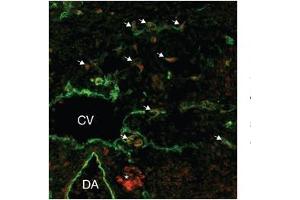 Human lymphatic endothelial; lymphatic endothelial cell tissue and primary (1/50 up to 1/500) secondary 1/200; SOX18 antibody - middle region in Human lymphatic endothelial cells using Immunofluorescence (SOX18 anticorps  (Middle Region))