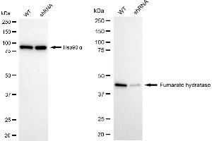 Western blotting analysis using fumarate hydratase antibody (ABIN7798664). (FH anticorps)