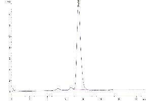 The purity of Human BCMA/TNFRSF17 is greater than 95 % as determined by SEC-HPLC.