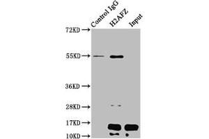 Immunoprecipitating H2AFZ in HepG2 whole cell lysate (treated with 30 mM sodium butyrate for 4h) Lane 1: Rabbit control IgG instead of ABIN7139181 in HepG2 whole cell lysate (treated with 30 mM sodium butyrate for 4h).