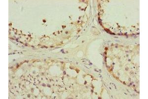 Immunohistochemistry of paraffin-embedded human testis tissue using ABIN7159918 at dilution of 1:100