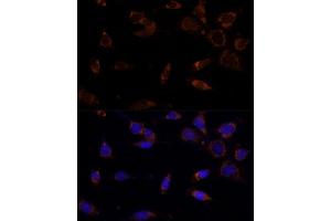 Immunofluorescence analysis of NIH-3T3 cells using MTCH2 Polyclonal Antibody  at dilution of 1:100 (40x lens). (MTCH2 anticorps  (AA 30-175))