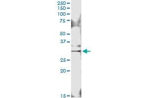 Immunoprecipitation of GOSR1 transfected lysate using anti-GOSR1 MaxPab rabbit polyclonal antibody and Protein A Magnetic Bead , and immunoblotted with GOSR1 MaxPab mouse polyclonal antibody (B01) .