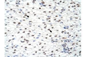 CUGBP2 antibody was used for immunohistochemistry at a concentration of 4-8 ug/ml to stain Myocardial cells (arrows) in Human Heart. (CELF2 anticorps  (N-Term))