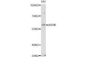 Western blot analysis of extracts of U-87MG cells, using ARSB antibody (ABIN6290023) at 1:3000 dilution. (Arylsulfatase B anticorps)
