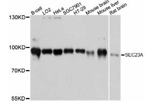 Western blot analysis of extracts of various cell lines, using SEC23A antibody (ABIN6293779) at 1:3000 dilution. (SEC23A anticorps)