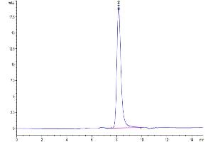 The purity of Human GFR alpha 1 is greater than 95 % as determined by SEC-HPLC.
