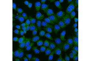 IF analysis of RAGE/AGER using anti-RAGE/AGER antibody (ABIN7601722). (RAGE anticorps  (AA 43-404))