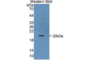 Western Blotting (WB) image for anti-Interleukin 17B (IL17B) (AA 21-180) antibody (ABIN1859355)