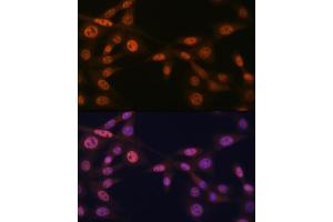 anti-MAD2 Mitotic Arrest Deficient-Like 2 (MAD2L2) antibody