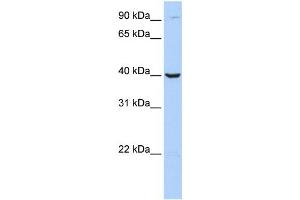 Western Blotting (WB) image for anti-Arginase, Type II (ARG2) antibody (ABIN2459775) (ARG2 anticorps)