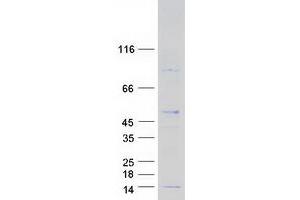 Validation with Western Blot (RPL38 Protein (Transcript Variant 2) (Myc-DYKDDDDK Tag))