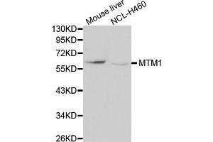 Western blot analysis of extracts of various cell lines, using MTM1 antibody (ABIN5970085) at 1/1000 dilution. (MTM1 anticorps)