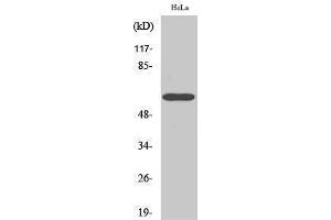 Western Blotting (WB) image for anti-Cell Division Cycle 6 Homolog (S. Cerevisiae) (CDC6) (Ser219) antibody (ABIN3174303) (CDC6 anticorps  (Ser219))