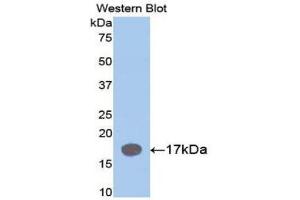 Western Blotting (WB) image for anti-Interleukin 1 Receptor Antagonist (IL1RN) (AA 27-178) antibody (ABIN3209018) (IL1RN anticorps  (AA 27-178))