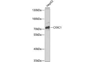 Western blot analysis of extracts of HepG2 cells, using CXXC1 antibody (ABIN6130101, ABIN6139291, ABIN6139294 and ABIN6217417) at 1:1000 dilution. (CXXC1 anticorps  (AA 1-210))