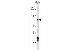 Western blot analysis of DPP8 Antibody in Hela cell line lysates (35ug/lane) (DPP8 anticorps  (N-Term))