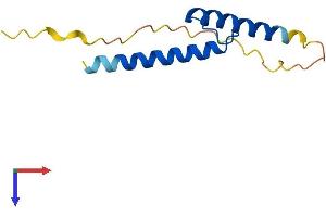 AlphaFold protein structure predicition of Human Recombinant TAL2 Protein, UniprotID Q16559
