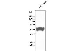 Western Blotting (WB) image for anti-tdTomato Fluorescent Protein (tdTomato) antibody (ABIN7273105) (tdTomato anticorps)