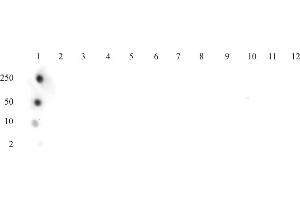 Histone H3 acetyl Lys37 (pAb) tested by dot blot analysis.