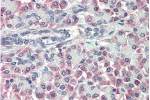 ABIN185630 (10µg/ml) staining of paraffin embedded Human Pancreas. (TTR anticorps  (Internal Region))