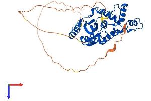 AlphaFold protein structure predicition of Human Recombinant VASH1 Protein, UniprotID Q7L8A9