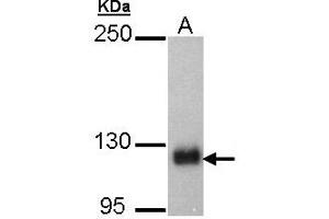 Western Blotting (WB) image for anti-SREBF chaperone (SCAP) (AA 977-1194) antibody (ABIN467517) (SREBF chaperone anticorps  (AA 977-1194))