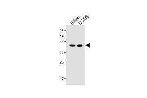 All lanes : Anti-METTL4 Antibody (C-term) at 1:1000 dilution Lane 1: Human liver lysate Lane 2: U-2OS whole cell lysate Lysates/proteins at 20 μg per lane.