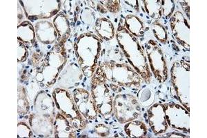 Immunohistochemistry (IHC) image for anti-Amyloid beta (A4) Precursor Protein (APP) antibody (ABIN1496878) (APP anticorps)