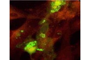 Immunofluorescence (IF) image for anti-Glycophorin C (GYPC) antibody (ABIN265604) (CD236/GYPC anticorps)