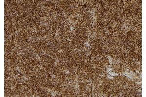 ABIN6277102 at 1/100 staining Mouse spleen tissue by IHC-P. (UAP1 anticorps  (Internal Region))