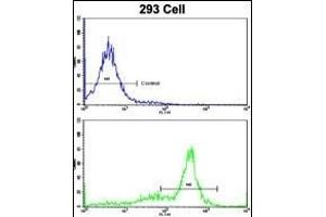 Flow cytometric analysis of 293 cells using ATP5O Antibody (N-term)(bottom histogram) compared to a negative control cell (top histogram). (ATP5O anticorps  (N-Term))