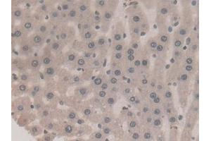 Detection of F2 in Rat Liver Tissue using Monoclonal Antibody to Coagulation Factor II (F2)