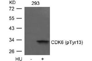 Image no. 1 for anti-Cyclin-Dependent Kinase 6 (CDK6) (pTyr13) antibody (ABIN401597) (CDK6 anticorps  (pTyr13))