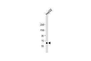 Anti-LSR Antibody (N-Term) at 1:2000 dilution + HepG2 whole cell lysate Lysates/proteins at 20 μg per lane. (LSR anticorps  (AA 10-43))