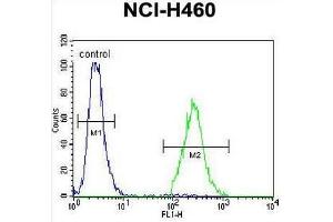 CCDC54 Antibody (Center) flow cytometric analysis of NCI-H460 cells (right histogram) compared to a negative control cell (left histogram). (CCDC54 anticorps  (Middle Region))