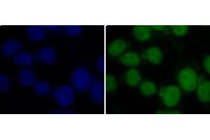 Immunofluorescence analysis of 293T cells using TriMethyl-Histone H3-K36 Polyclonal Antibody (Histone 3 anticorps  (3meLys36))
