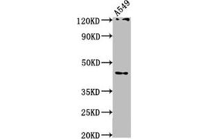 Western Blot Positive WB detected in: A549 whole cell lysate All lanes: AIFM2 antibody at 1:1000 Secondary Goat polyclonal to rabbit IgG at 1/50000 dilution Predicted band size: 41, 37 kDa Observed band size: 41 kDa (AIFM2 anticorps  (AA 110-373))