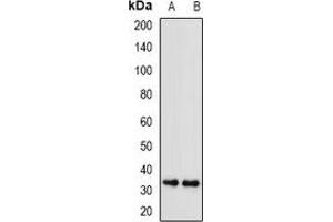 Western blot analysis of SGTA expression in A549 (A), U251 (B) whole cell lysates.