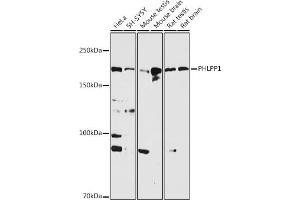 Western blot analysis of extracts of various cell lines, using PHLPP1 antibody (ABIN6128434, ABIN6145573, ABIN6145574 and ABIN6225035) at 1:1000 dilution. (PHLPP1 anticorps  (AA 1508-1717))